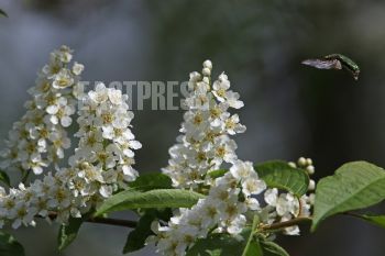 EA347012, Eastpress , Porvoo, Finland